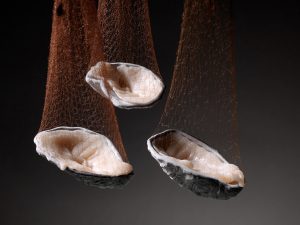 Three oysters shells containing wax being suspended in nets.