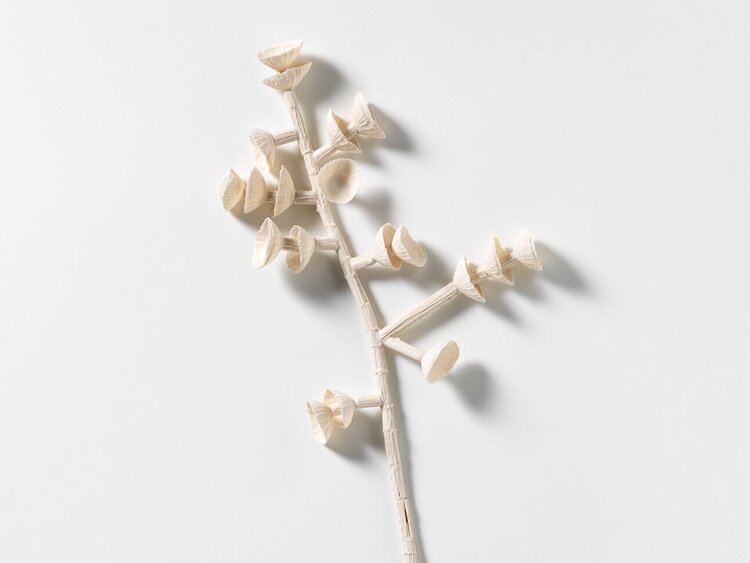Lesa+Farrant_Sea+Spurge+2020 A work by Justine Varga, a dimly lit image of a window with draping curtains