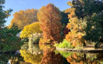 Call Out: The Collections Project with The Botanic Gardens and State Herbarium of South Australia 2025